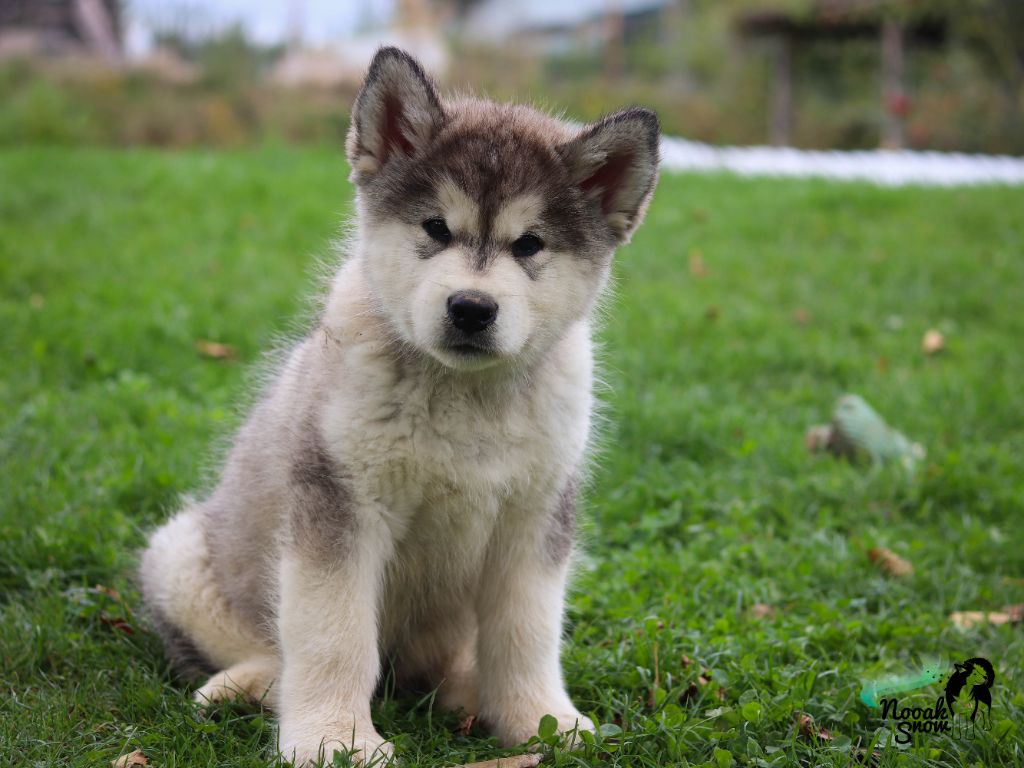 Nooak Snow - Chiot disponible  - Alaskan Malamute