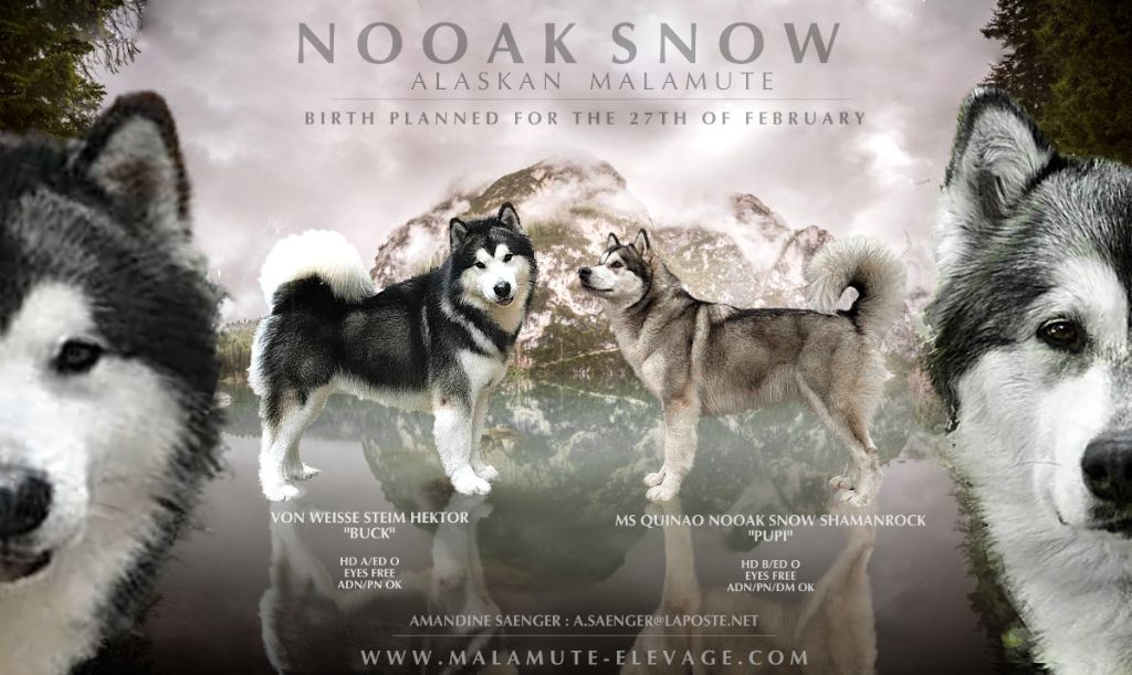 chiot Alaskan Malamute Nooak Snow
