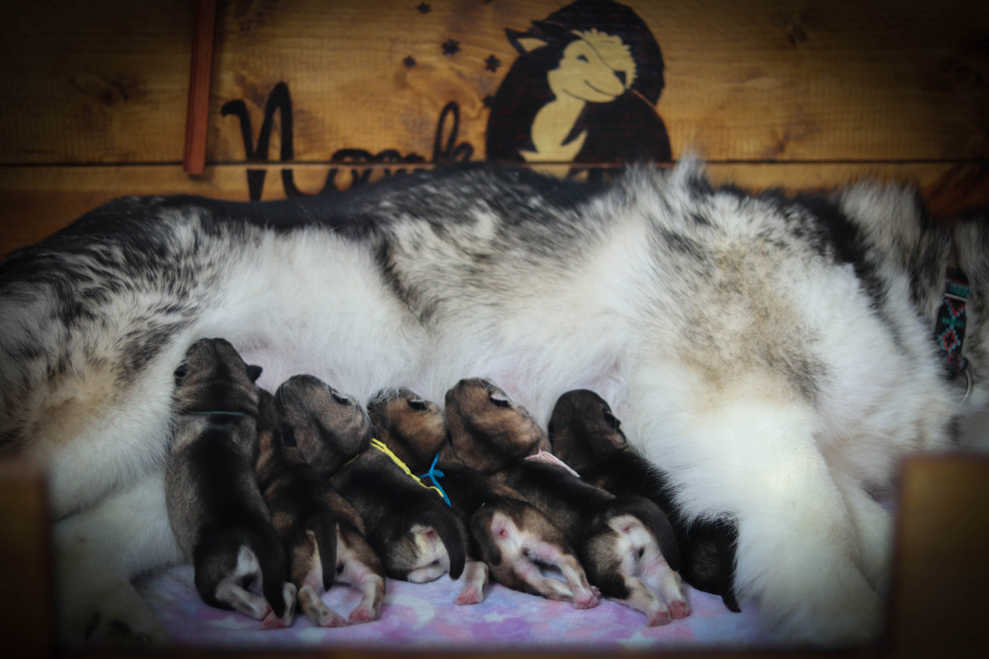 Chiot Alaskan Malamute Nooak Snow