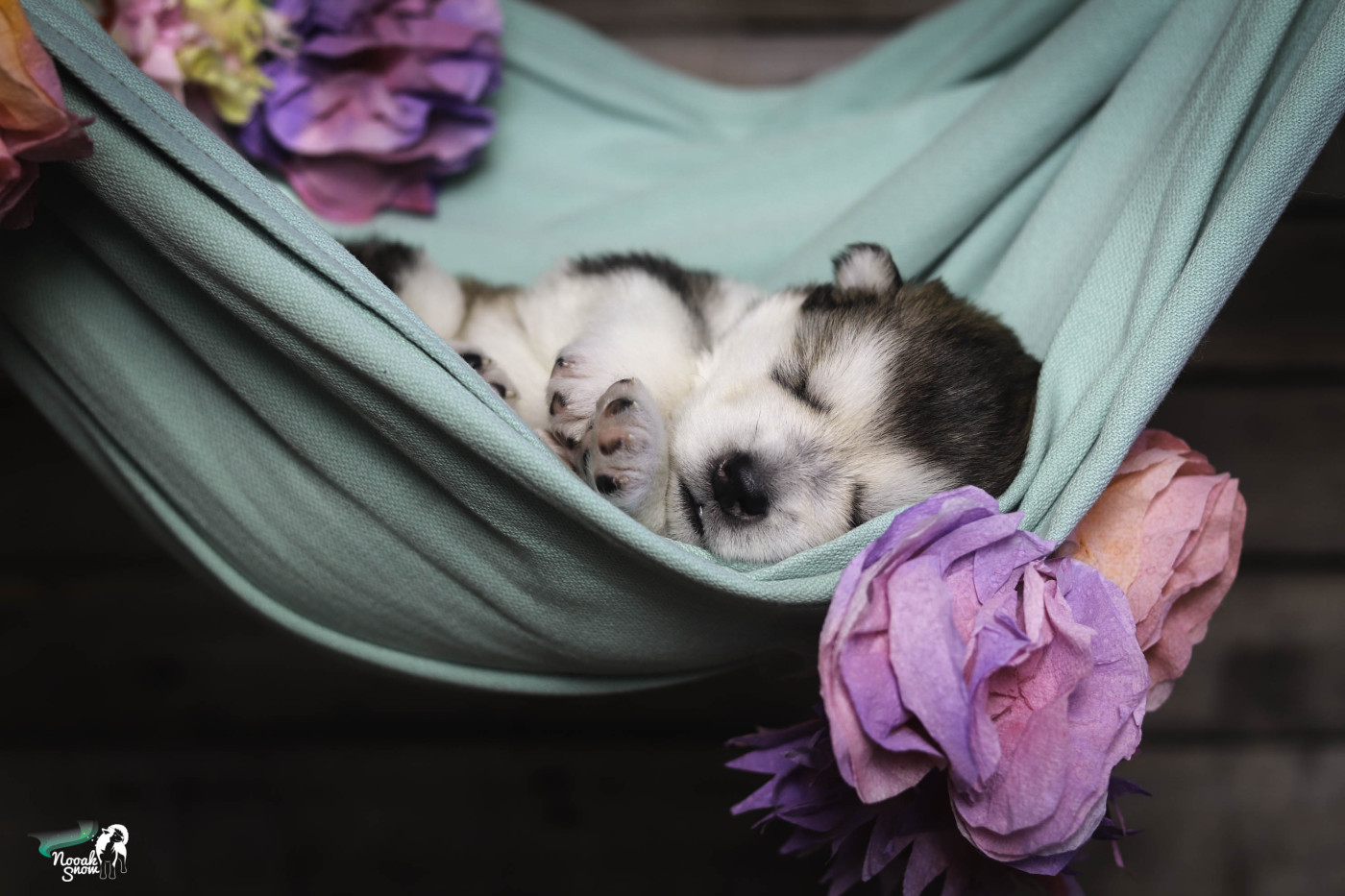 Nooak Snow - Chiots disponibles - Alaskan Malamute