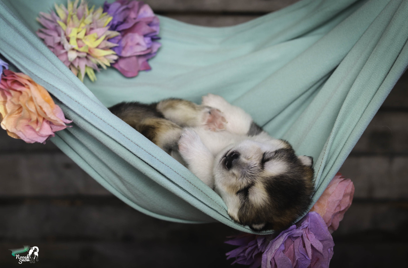 Nooak Snow - Chiots disponibles - Alaskan Malamute