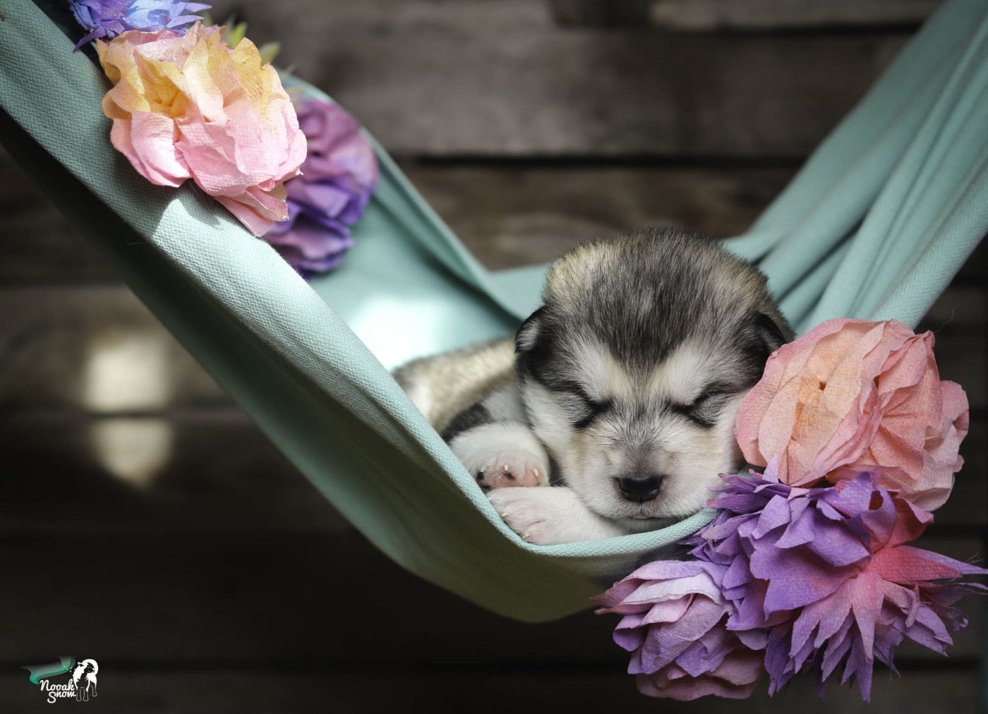 Nooak Snow - Chiots disponibles - Alaskan Malamute