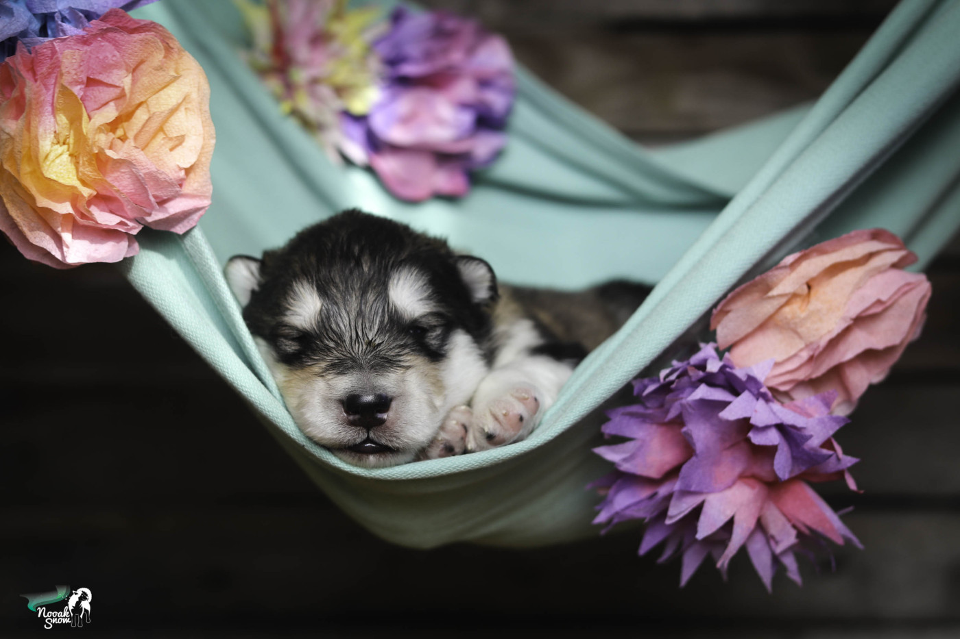 Nooak Snow - Chiots disponibles - Alaskan Malamute