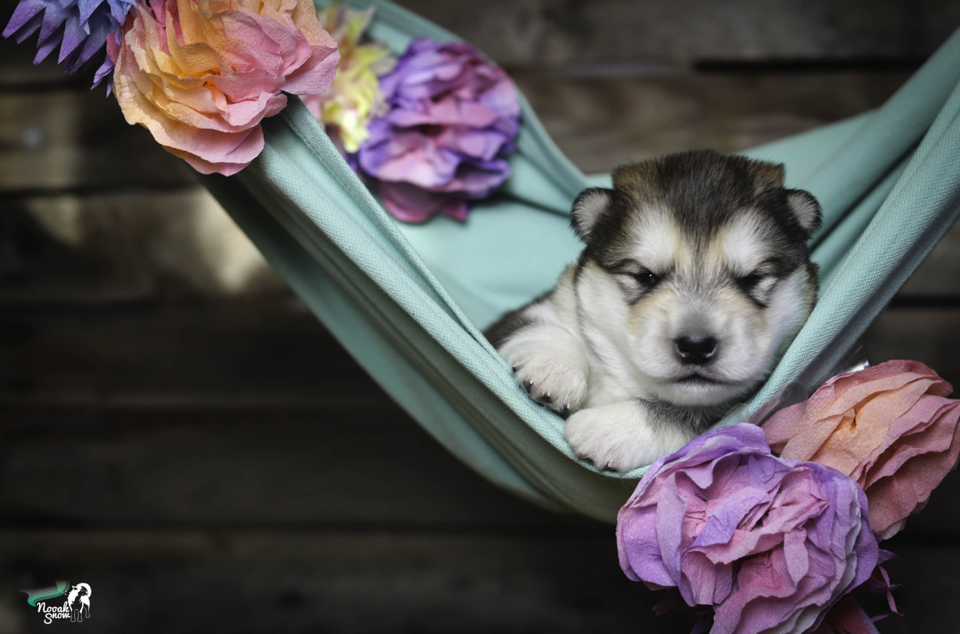 Nooak Snow - Chiots disponibles - Alaskan Malamute