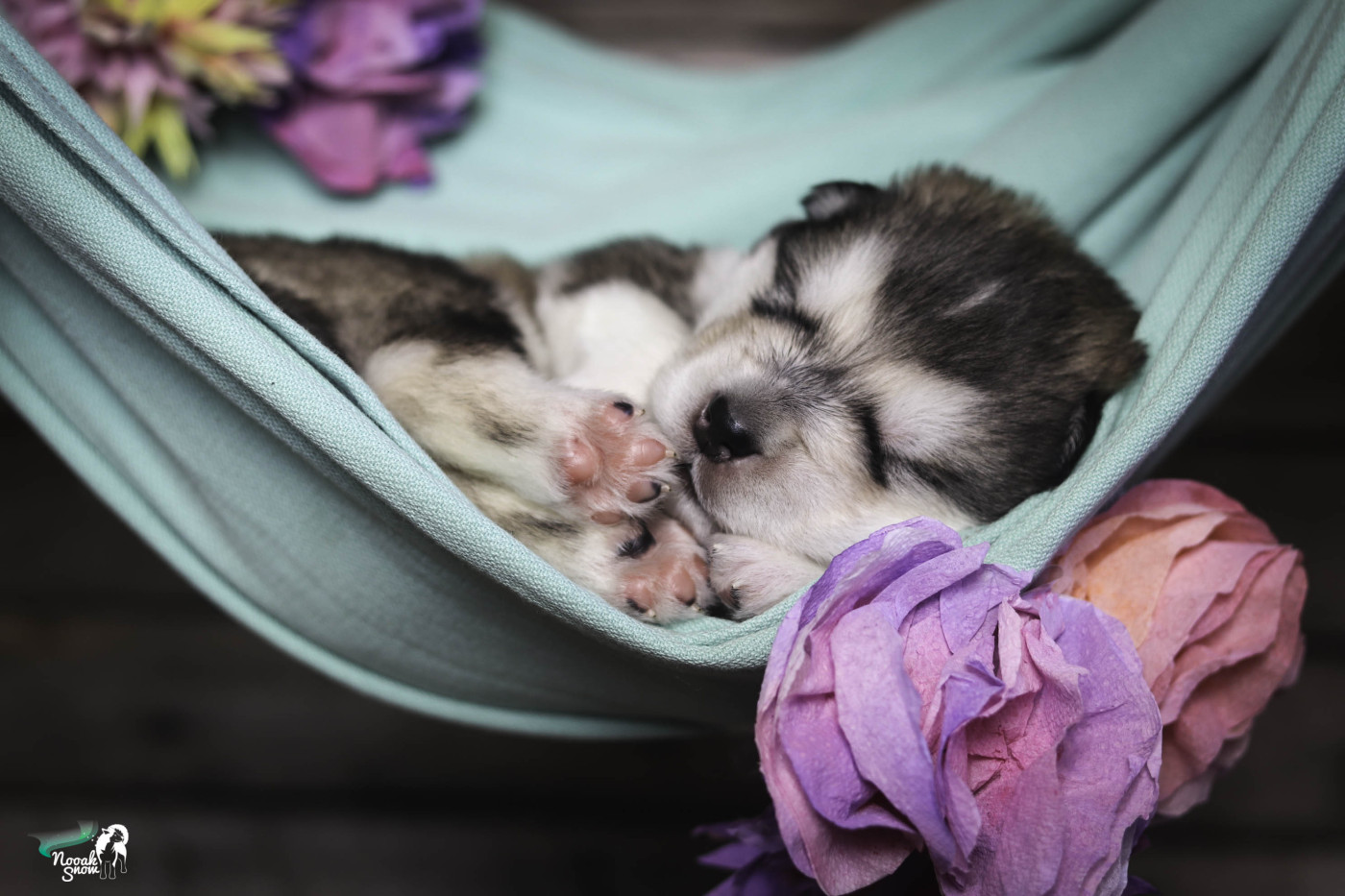 Nooak Snow - Chiots disponibles - Alaskan Malamute